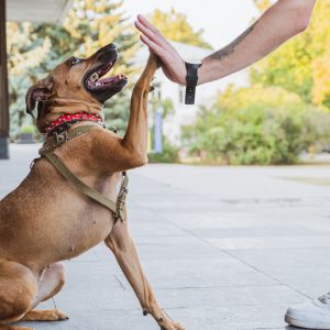 Dog care, upbringing and bonding:  happy mixed breed dog on a walk doing a shake command