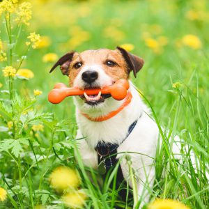 Jack Russell Terrier with toy in green grass and blossom flowers