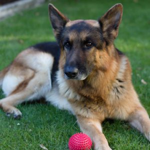 German sheppard lying on the grass with a red ball